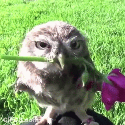 Owl With Flower In Beak Looking At Camera GIF