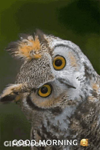 Owl With Good Morning Text GIF