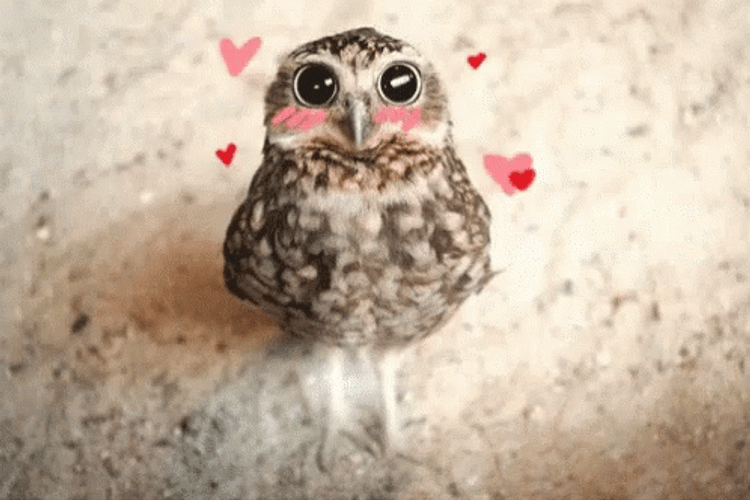 Owl With Hearts GIF