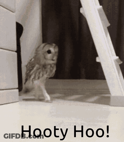 Owl With Hooty Hoo GIF