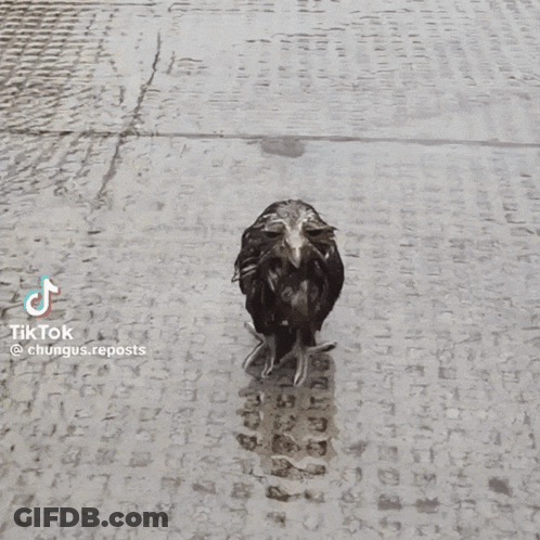 Owl With Long Beak Standing In Grass GIF