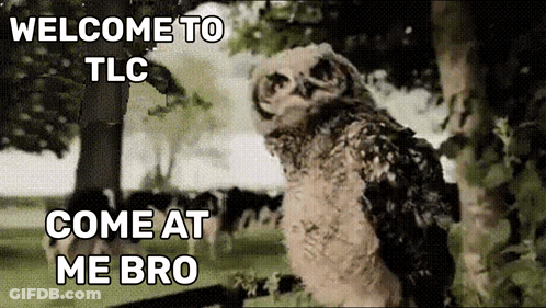 Owl With Text Welcome To TLC Come At Me Bro GIF