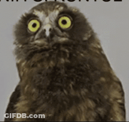 Owl With Yellow Eyes Close Up GIF