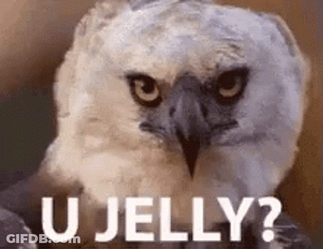 Owl Your Jelly GIF