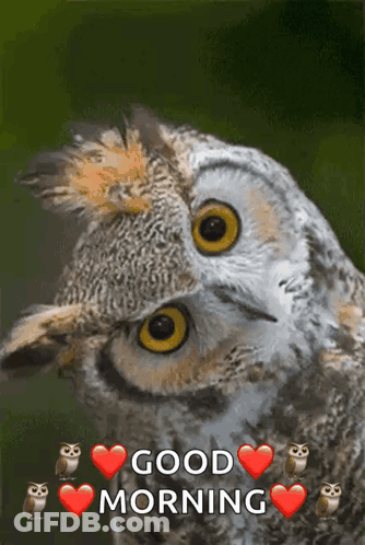 Owls With Hearts Saying Good Morning GIF