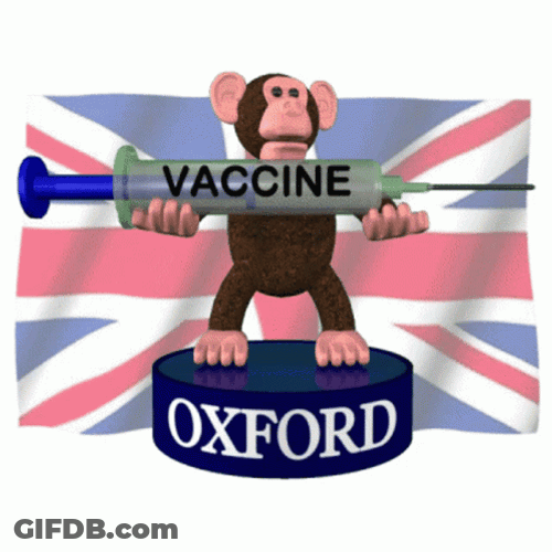 Oxford Universitiy Vaccine Monkey GIF