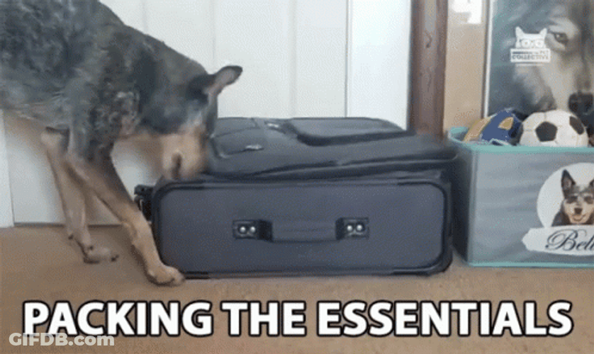 Packing The Essentials GIF