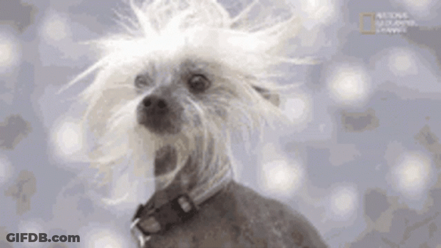 Pai Mei Dog GIF