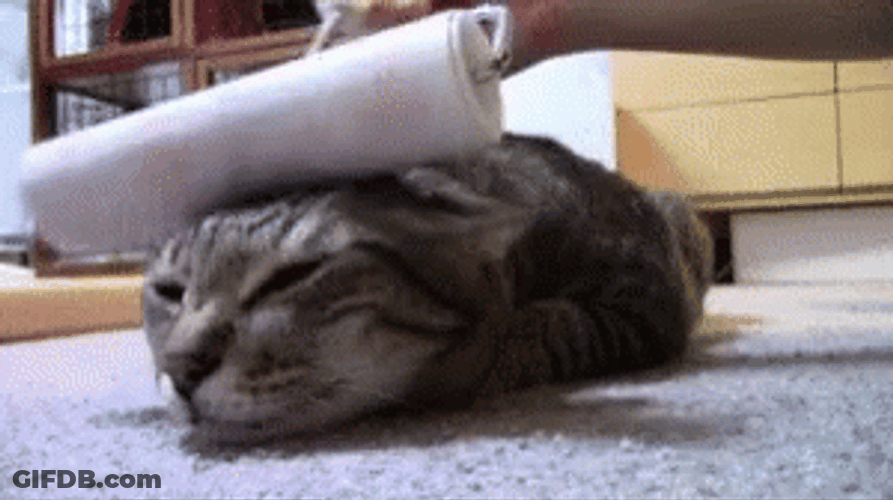 Paint Foam Roller Cat Relaxing Massage GIF