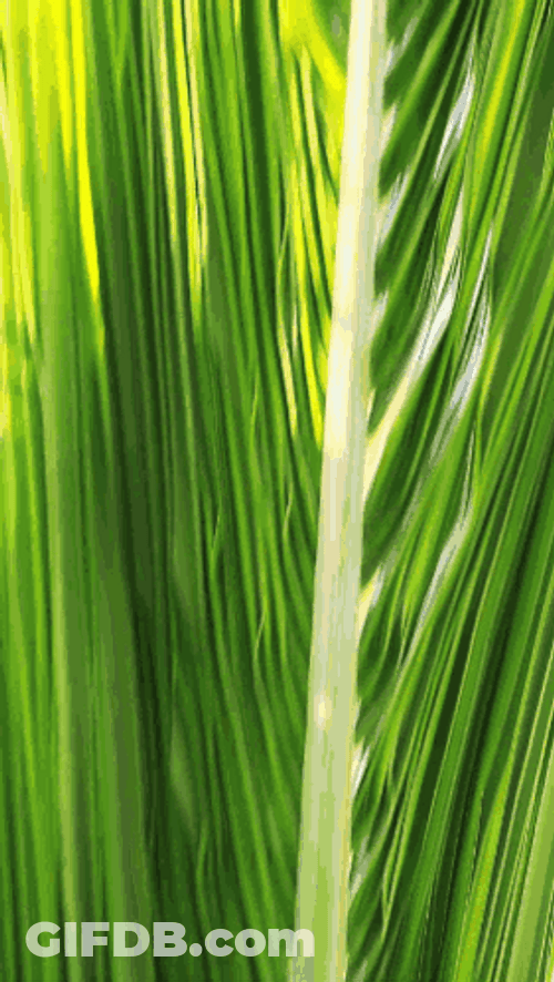 Palm Leaf On The Sea Side GIF