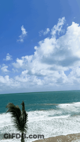 Palm Tree Blowing In Wind By Water GIF