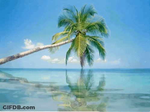 Palm Tree Leaning Over Ocean GIF