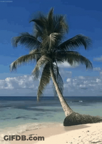 Palm Tree On A Beach By Marco Corsar GIF