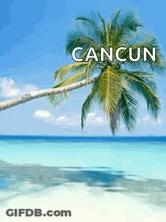 Palm Tree On Beach Cancun GIF