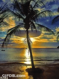 Palm Tree On Beach With Acbka GIF
