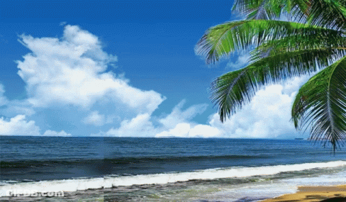 Palm Tree On Beach With Blue Sky GIF