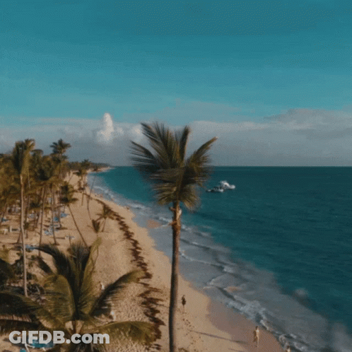 Palm Tree On Beach With Wreath GIF
