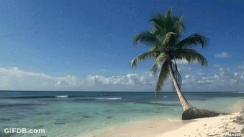 Palm Tree On Sandy Beach With Blue Sky GIF
