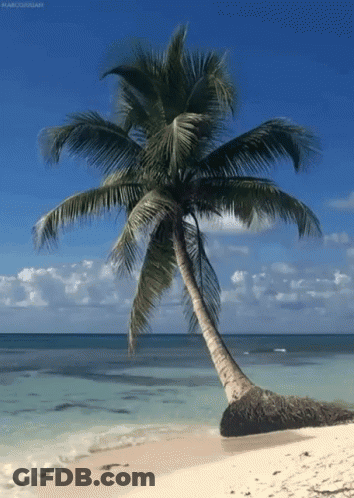 Palm Tree On Sandy Beach GIF
