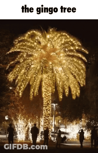 Palm Tree With Christmas Lights Saying The Gingo Tree GIF