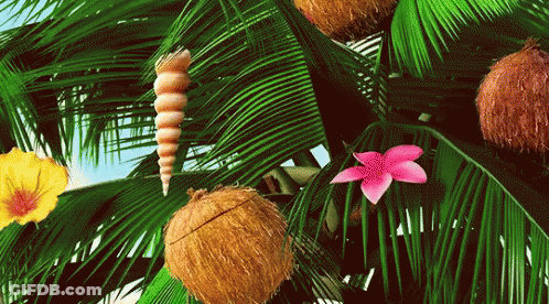 Palm Tree With Coconuts Shells And Flowers GIF