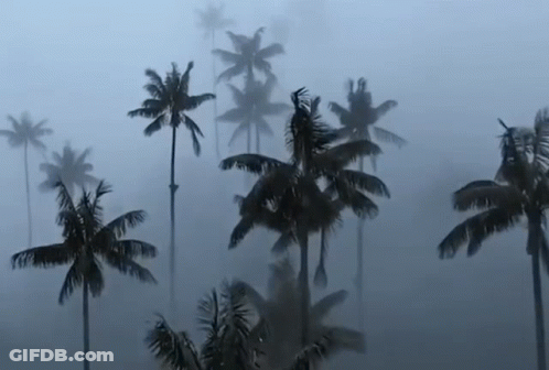 Palm Trees Are Silhouetted Against A Foggy Sky GIF