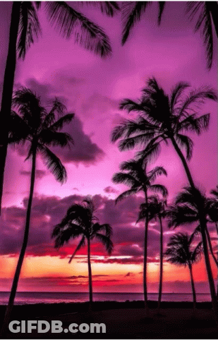 Palm Trees Are Silhouetted Against A Purple Sky GIF