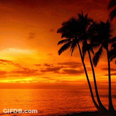 Palm Trees Are Silhouetted Against A Sunset Sky Over The Ocean GIF