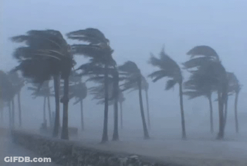 Palm Trees Blowing In Foggy Day GIF