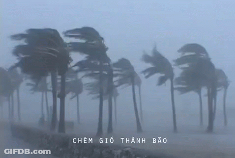 Palm Trees Blowing In The Wind GIF