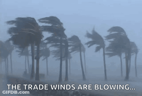 Palm Trees Blowing In The Wind Saying The Trade Winds Are Blowing GIF