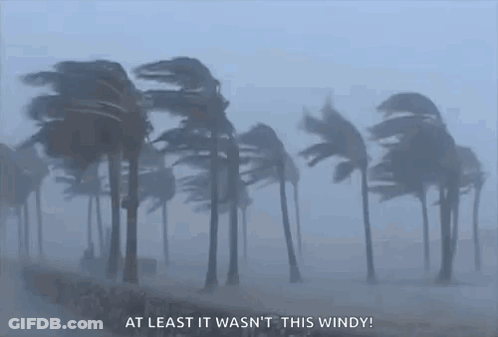 Palm Trees Blowing In Wind At Least It Wasn't This Windy GIF