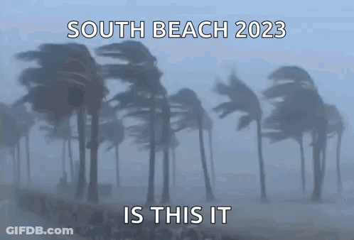 Palm Trees Blowing South Beach 2023 Is This It GIF