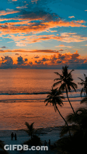 Palm Trees Silhouetted Against A Colorful Sunset Over The Ocean GIF