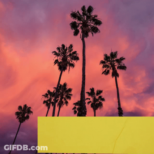 Palm Trees Silhouetted Against A Pink And Purple Cloudy Sky GIF