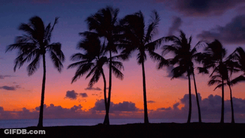 Palm Trees Silhouetted Against A Sunset Sky GIF