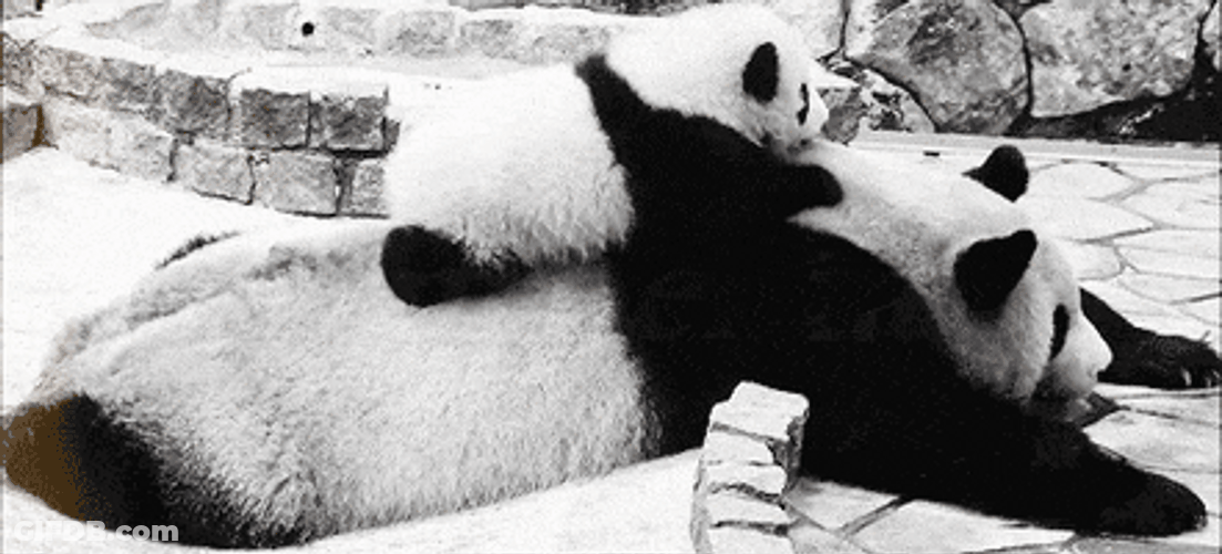 Panda Baby Mom Roll GIF