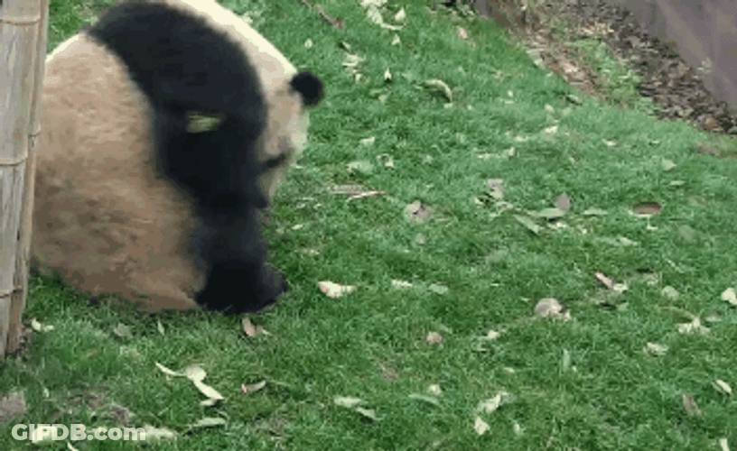 Panda Ball Hill Roll GIF