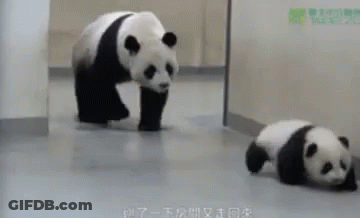 Panda Bear And Baby Panda Walking GIF