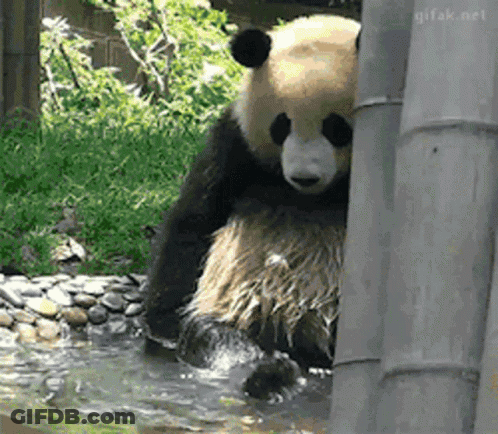 Panda Bear Behind Bamboo Pole In Water GIF
