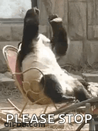 Panda Bear Eating Bamboo Leaves GIF
