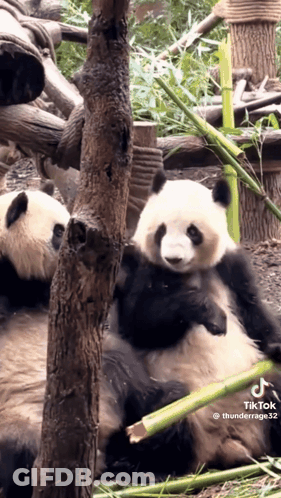 Panda Bear Eating Bamboo GIF