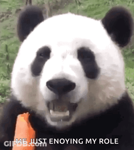 Panda Bear Eating Carrot Saying Me Just Enjoying My Role GIF