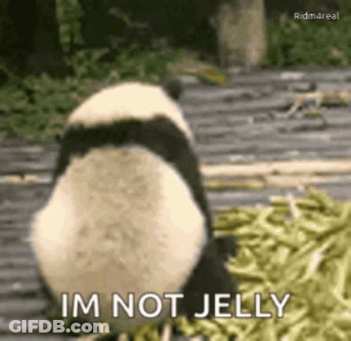 Panda Bear Eating Green Beans Saying Im Not Jelly GIF