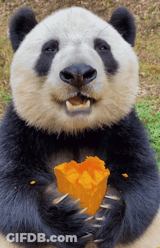 Panda Bear Eating Orange Food GIF