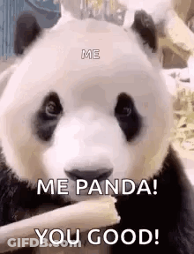 Panda Bear Eating Stick GIF