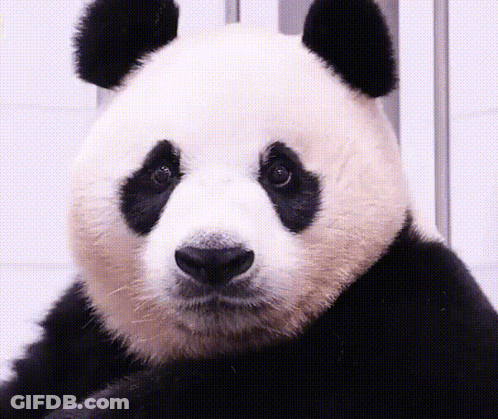 Panda Bear Face Close Up GIF