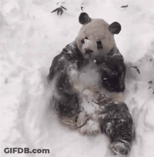 Panda Bear Having Fun In Snow Storm GIF
