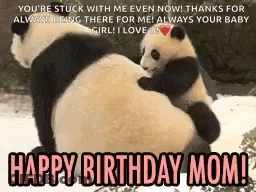 Panda Bear Holding Baby Panda Birthday Mom GIF