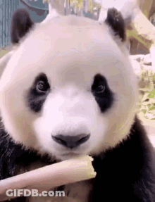 Panda Bear Holding Stick In Mouth Eating GIF